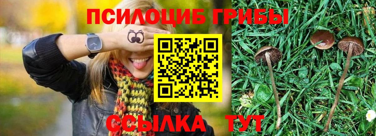 Псилоцибиновые грибы Cubensis Нурлат